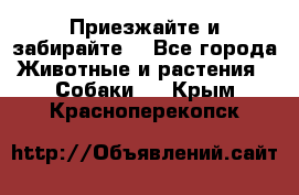 Приезжайте и забирайте. - Все города Животные и растения » Собаки   . Крым,Красноперекопск